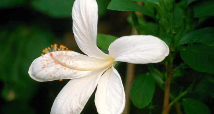 Hibiscus arnottianus ssp. immaculatus