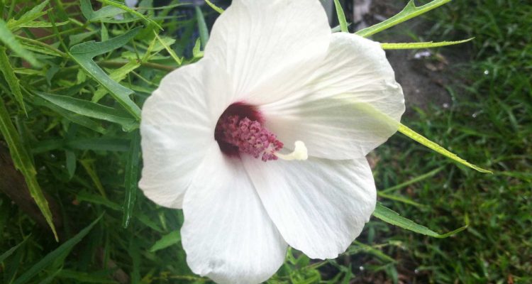 Hibiscus dasycalyx