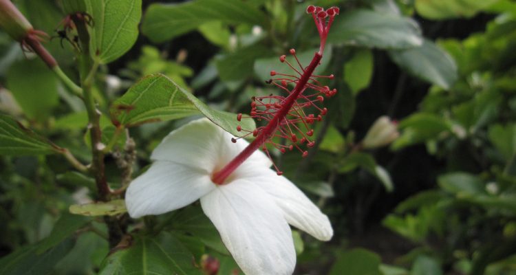 Hibiscus waimeae ssp. hannerae