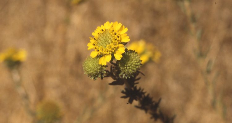 Holocarpha macradenia