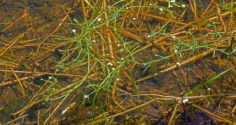 Howellia aquatilis