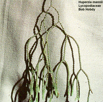 Huperzia mannii