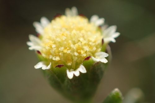 Hymenoxys texana