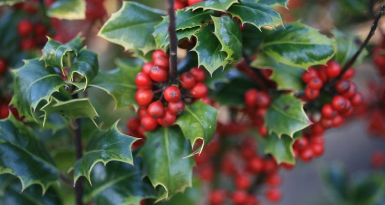 Ilex cookii