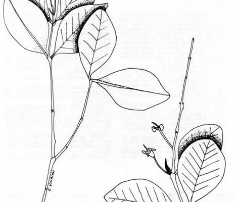Ilex sintenisii