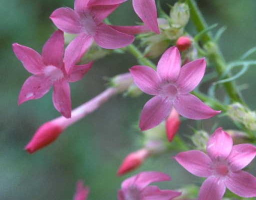Ipomopsis sancti-spiritus