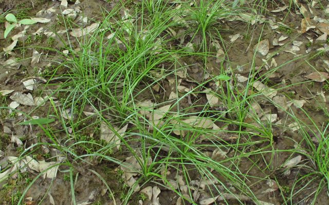 Isoetes louisianensis