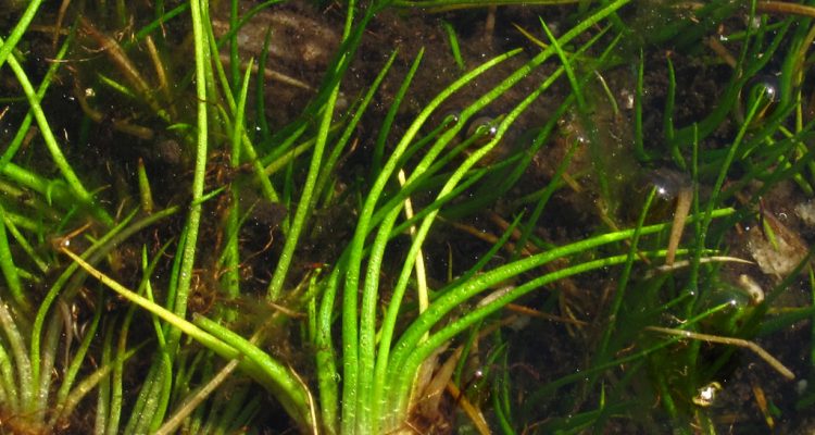 Isoetes tegetiformans