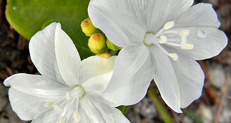 Jacquemontia reclinata