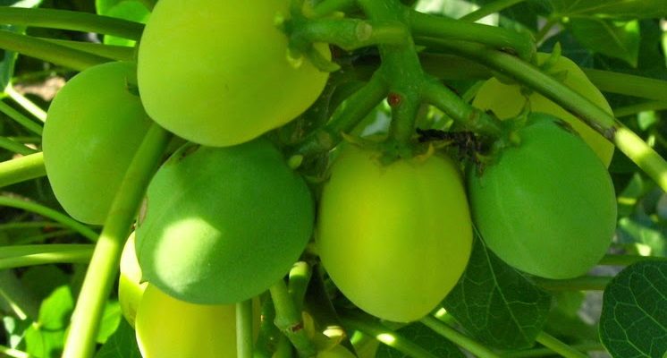 Jatropha costaricensis