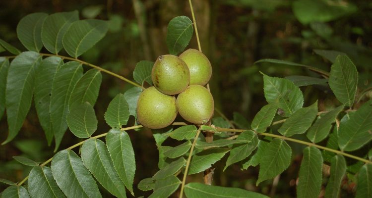 Juglans jamaicensis