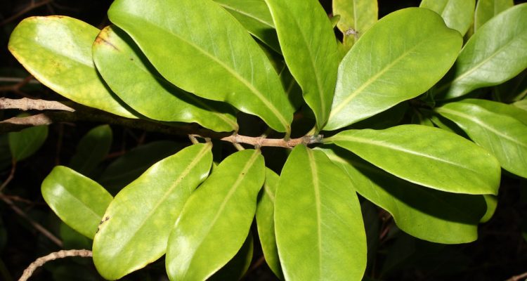 Kadua degeneri