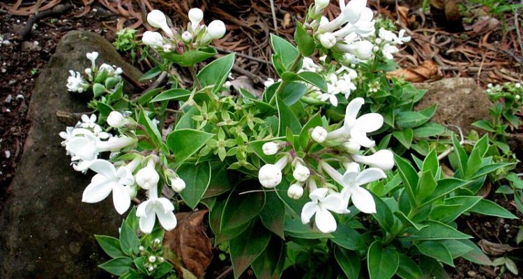 Kadua parvula