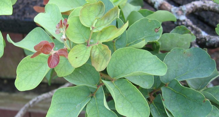 Kanaloa kahoolawensis