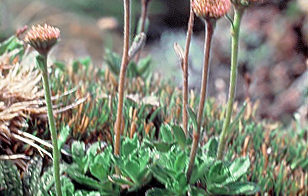 Keysseria (=Lagenifera) erici