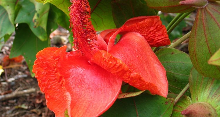 Kokia drynarioides