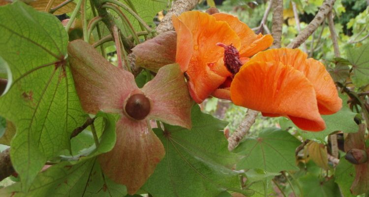 Kokia kauaiensis
