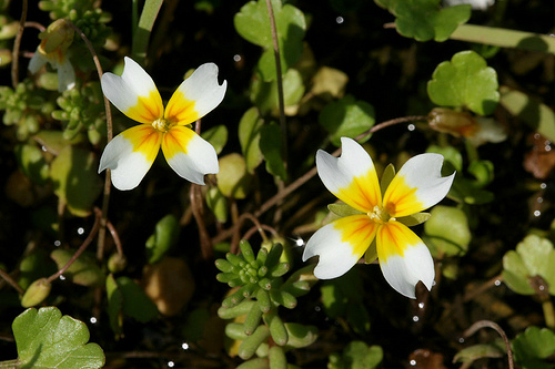 Leavenworthia crassa