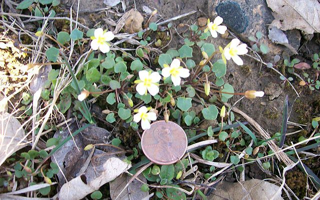 Leavenworthia exigua laciniata