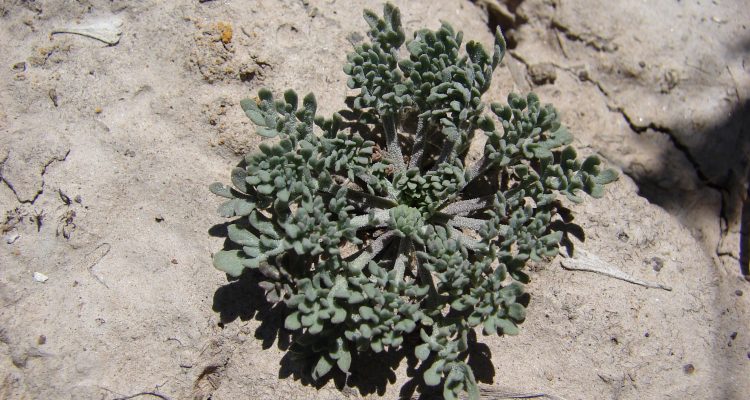 Lepidium papilliferum