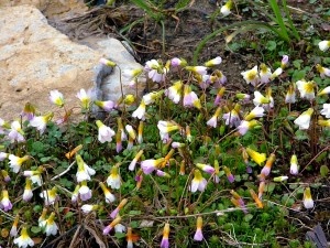 Lesquerella perforata