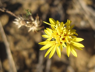 Lessingia germanorum (=L.g. var. germanorum)