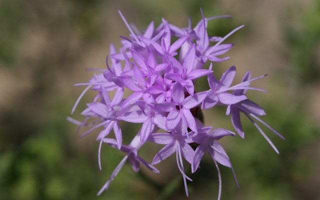 Liatris ohlingerae