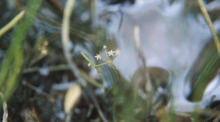 Lilaeopsis schaffneriana var. recurva