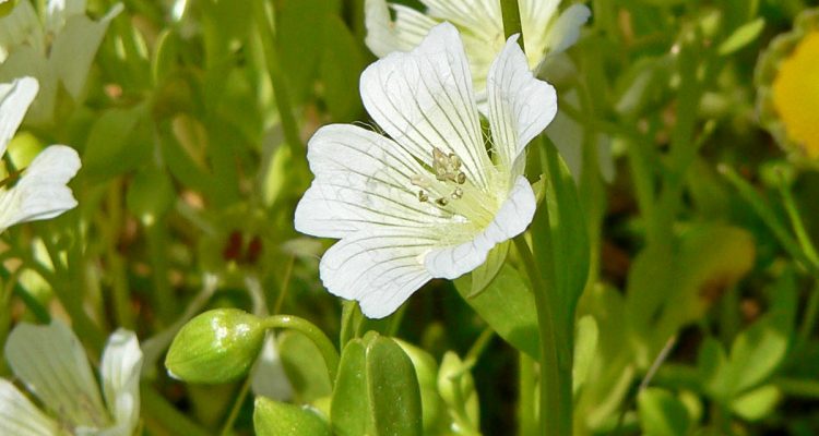 Limnanthes vinculans