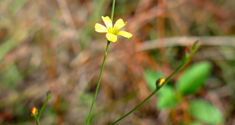 Linum arenicola