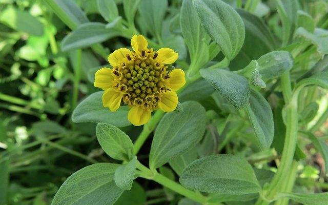 Lipochaeta kamolensis