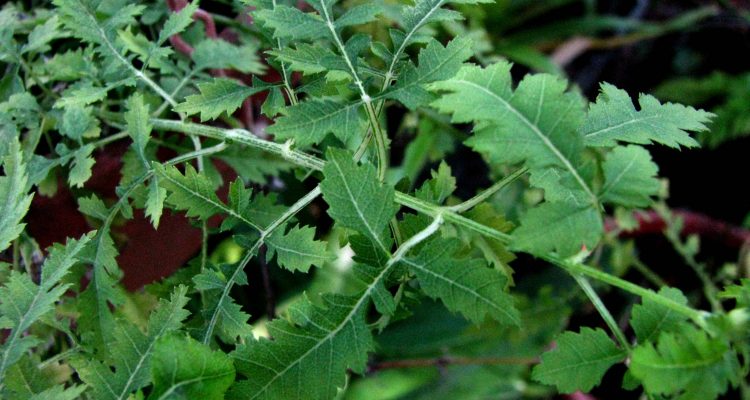 Lipochaeta micrantha