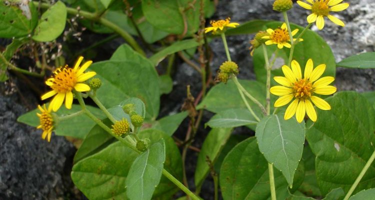 Lipochaeta waimeaensis