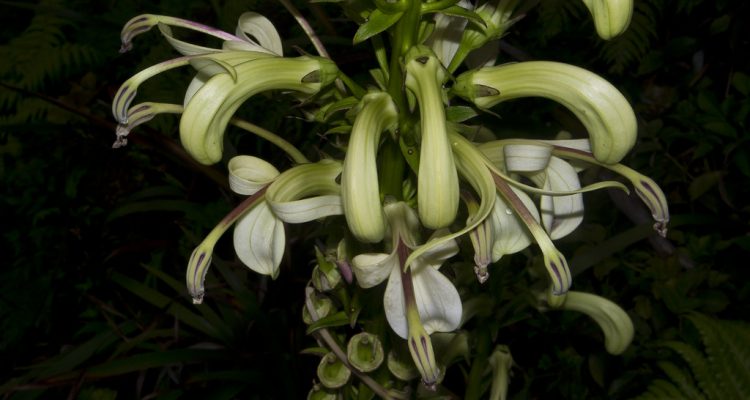 Lobelia koolauensis