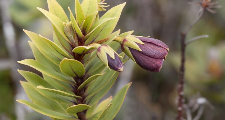 Lysimachia daphnoides