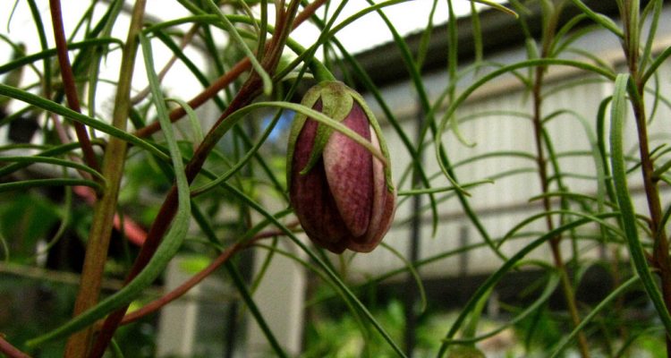 Lysimachia iniki