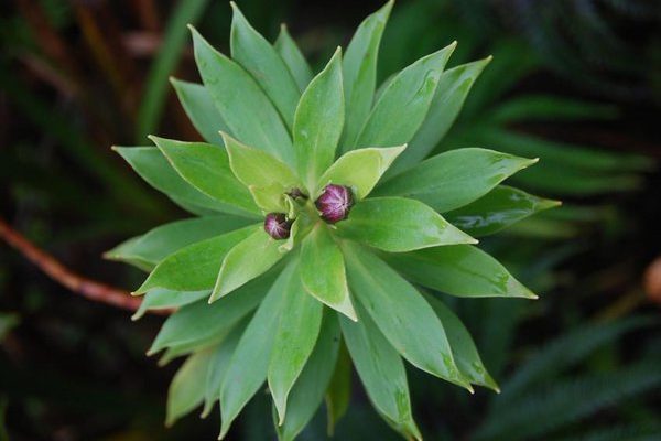 Lysimachia venosa