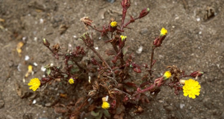 Malacothrix indecora