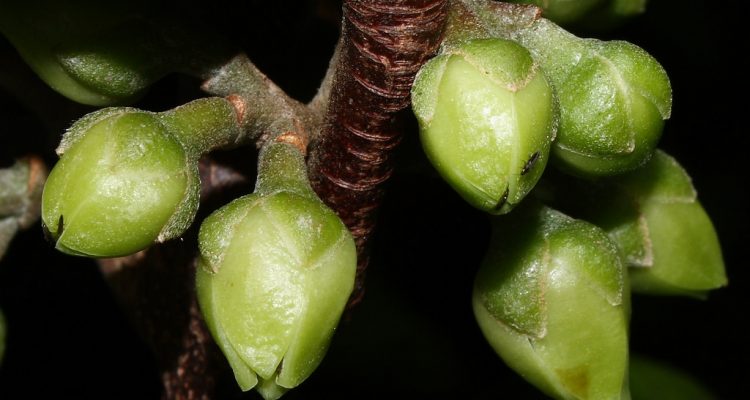 Melicope christophersenii