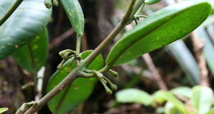 Melicope hiiakae