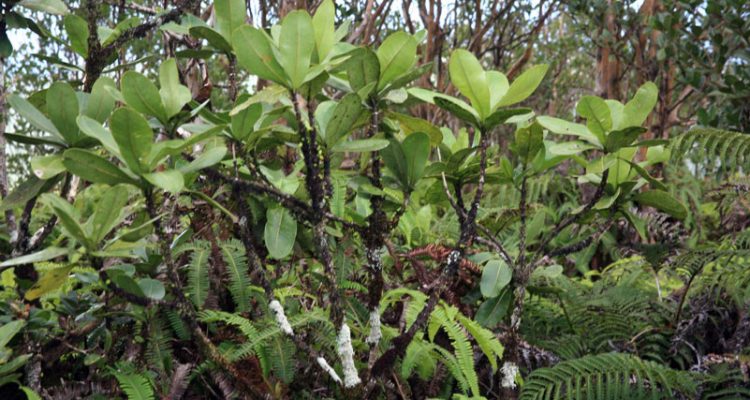 Melicope munroi