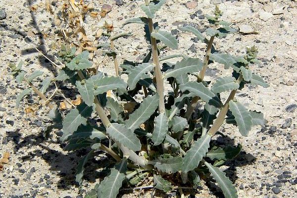 Mentzelia leucophylla