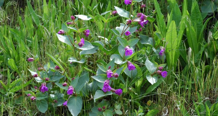 Mirabilis macfarlanei