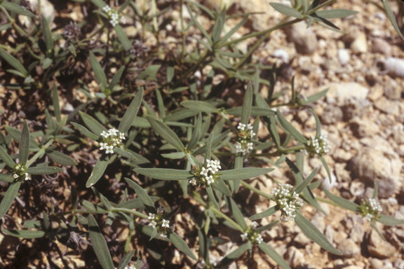 Mitracarpus maxwelliae