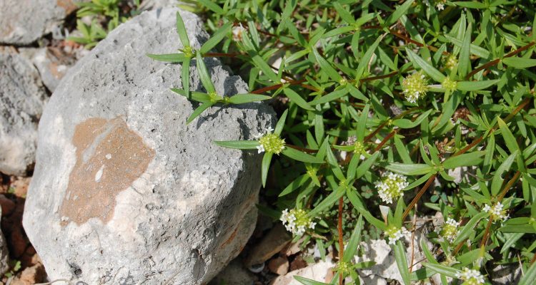 Mitracarpus polycladus