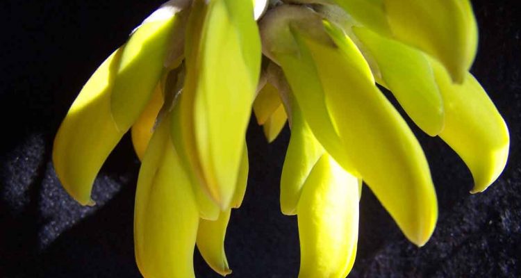 Mucuna sloanei persericea