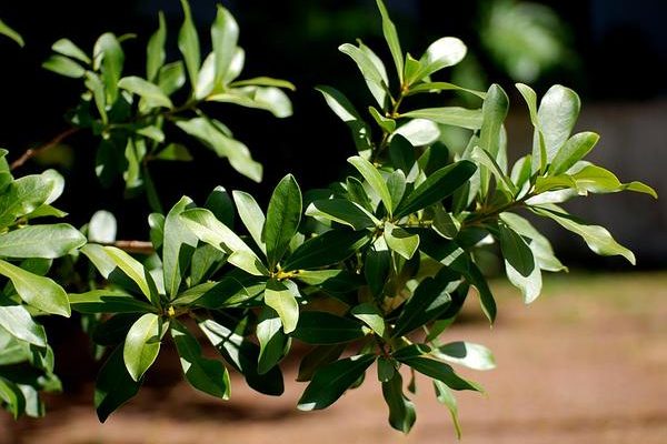 Myrsine knudsenii