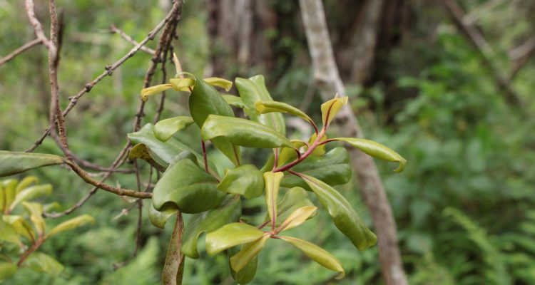 Myrsine mezii