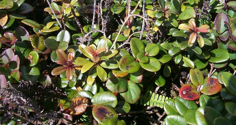 Myrsine vaccinioides