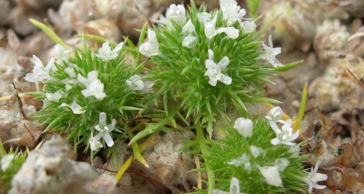Navarretia fossalis